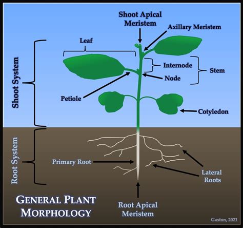Ii An Introduction To Plant Morphology Shoots And Roots