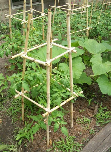 Homemade Bamboo Tomato Cages Cost 0 Tomato Trellis Bamboo Garden