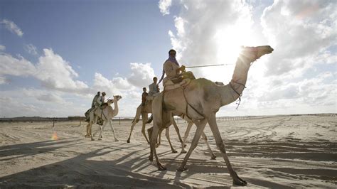 The hadith that speaks about drinking camel milk and urine is one of the many miracles in islam. Deadly MERS Virus Circulates Among Arabian Camels | NCPR News