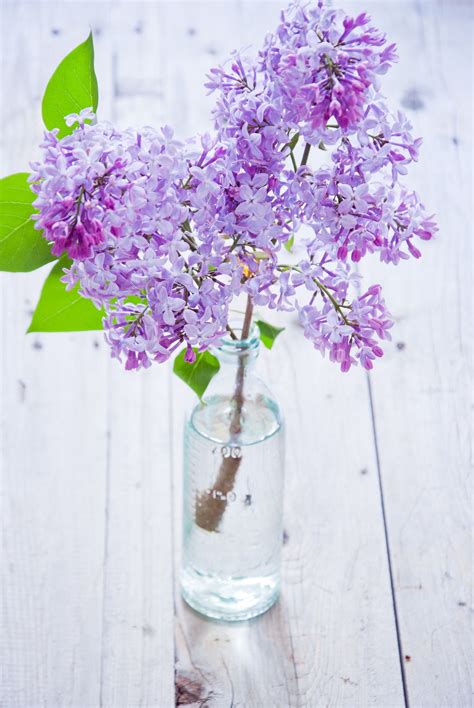 Lilacs In Vase Pretty Flowers Purple Flowers Container Flowers