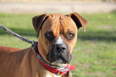 Boxer Puppies For Adoption In Az - Puppies