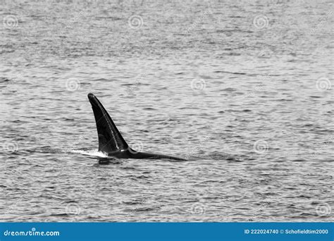 Transient Orca Whales Seen In Saratoga Passage Stock Photo Image Of