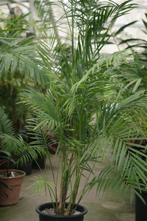 Palms As House Plants Culture Of Palm Houseplants The Best