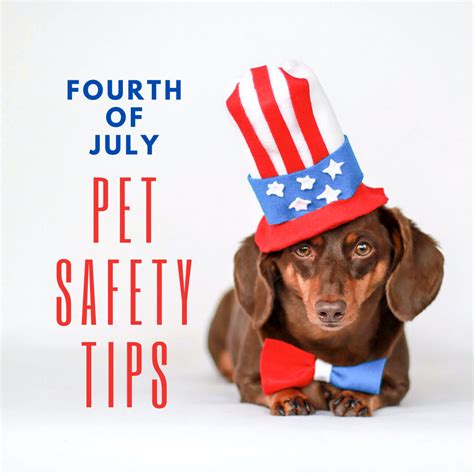 Fourth Of July Pet Safety Big Lick Veterinary Services