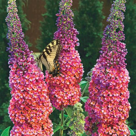 Spring Hill Nurseries Bi Color Butterfly Bush Buddleia Live Bareroot