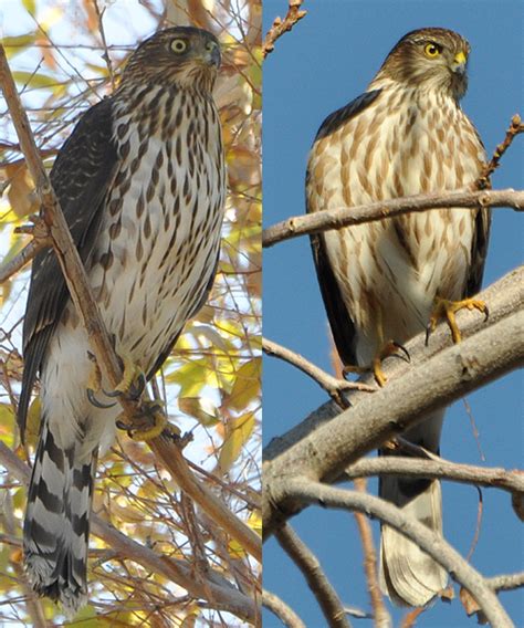 We did not find results for: Cooper's Hawk COHA - HollandWest