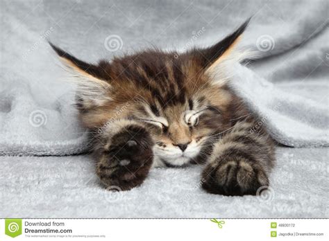 Kitten Sleep Under Blanket Stock Photo Image Of Kitten