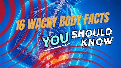16 Human Oddities Unveiling The Weird And Wacky Facts About Your Body