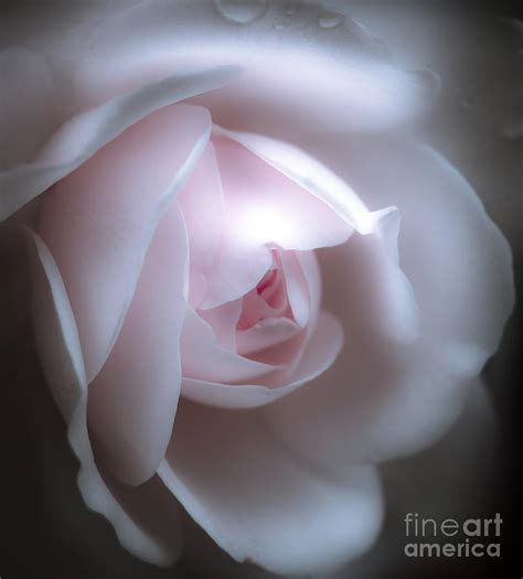 Baby Pink Rose Photograph By Karen Lewis Fine Art America