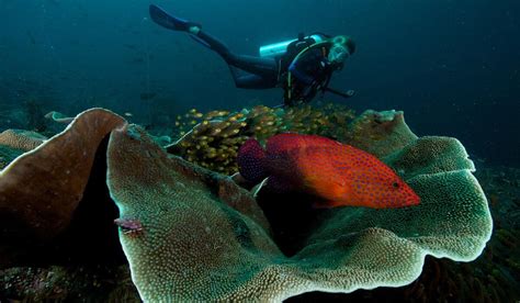 Scuba Diving In Raja Ampat Islands Dive Site