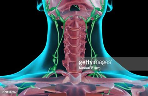 The Lymph Supply Of The Neck High Res Vector Graphic Getty Images
