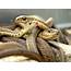 Snake Pictures Hd  HD Desktop Wallpapers 4k