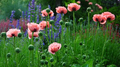 Download 1920x1080 Wallpaper Pink Flowers Poppy Flower Field Meadow