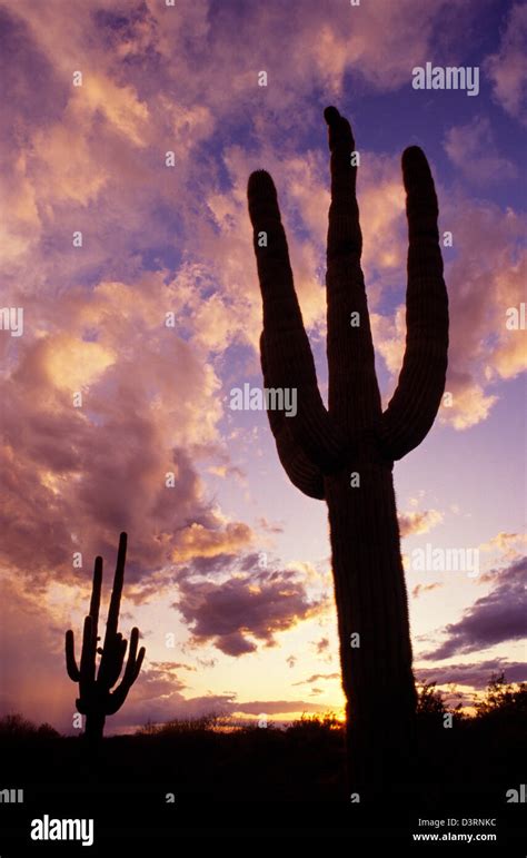 Silhouetted Saguaro Cactus Sunset At Dusk Arizona State Usa Stock Photo
