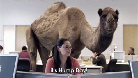 Geico Commercial It S Hump Day Gif Geico Hump Day Discover Share Gifs