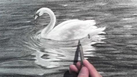 Drawing A Swan Time Lapse Youtube