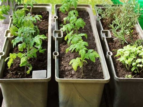 Check spelling or type a new query. What Vegetables Grow Well Together in Containers?