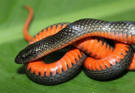 Rainbow Snake Florida Snake Id Guide