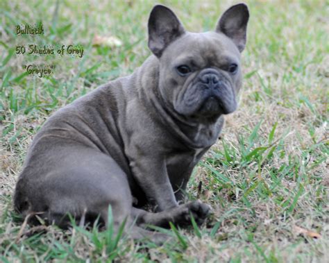 See more of french bulldog world on facebook. Bullistik 50 Shades of Grey - French Bulldogs by Bullistik