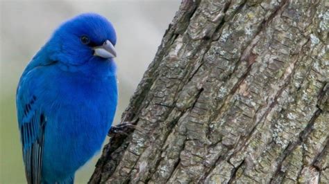 Wisconsins Most Stunningly Colored Spring Birds Have Arrived