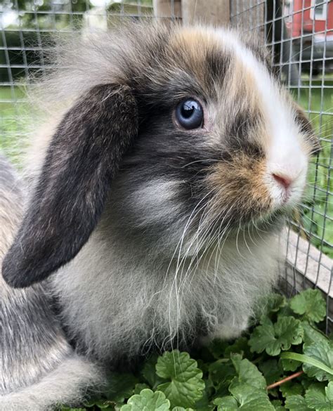 Mini Lop Rabbits For Sale Hudson WI Petzlover