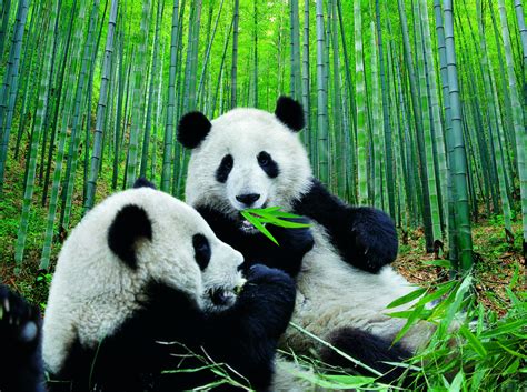It is a python package that offers various data structures and operations for manipulating numerical data and time series. Datos que no sabías sobre los Osos Pandas: Vida de los ...