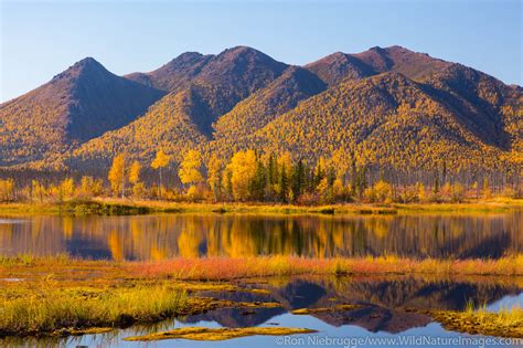 Autumn Landscape Alaska Photos By Ron Niebrugge