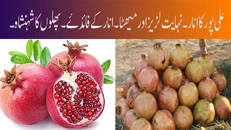 Pomegranate Anar Health Benefits Of Pomegranates Anar Farming