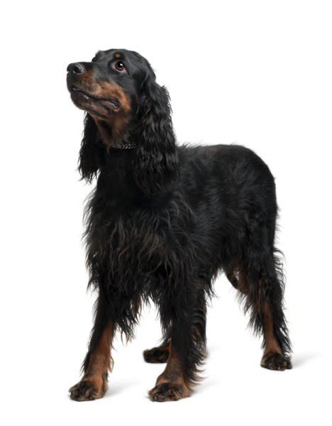 All gordon setter puppies are giving a complete vet check and vaccines at 7 weeks. Gordon Setters for Sale - Adopt Gordon Setter Puppies for ...