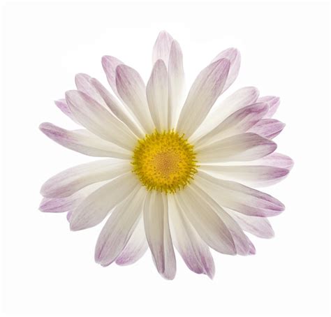 White And Purple Daisy Flower Isolated Free Photo Download Freeimages