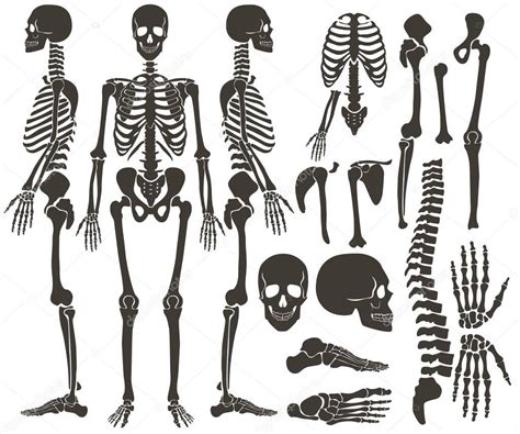 Human Bones Skeleton Dark Black Silhouette Collection