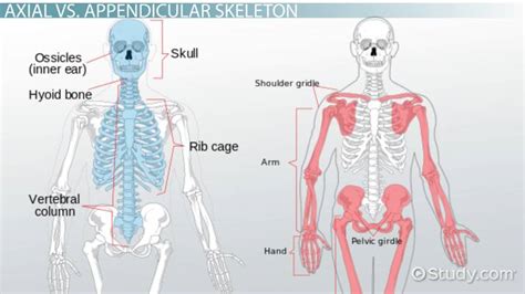 The second being that it creates a bones of the appendicular skeleton: What is the Difference Between the Axial & Appendicular ...