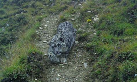 Yak Herders In Bhutan Capture Snow Leopard Images Inquirer News
