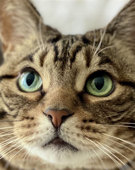 Missy the Bobtail on Twitter: "Fridays are for BOOPS! Let’s see your