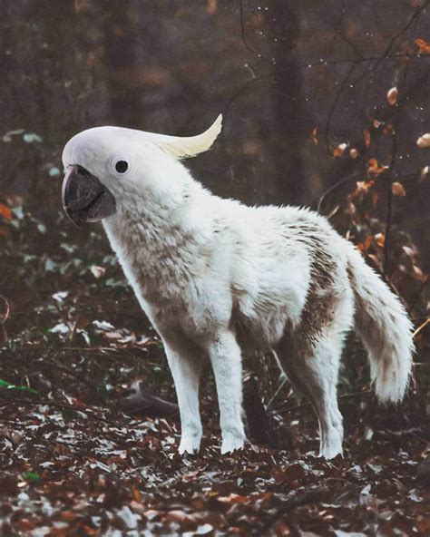 Digital Collage Artist Creates Weird And Wonderful Animal Hybrids