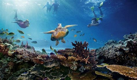 Great Barrier Reef Alive But Crisis Remains