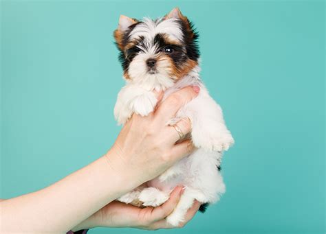 15 Of The Smallest Dog Breeds For All Your Petite Pup Needs Purewow