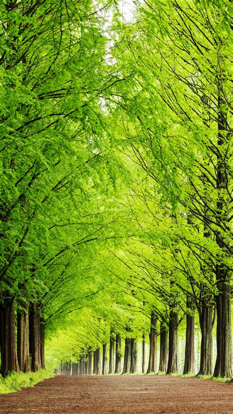 绿色风景树木手机端h5背景背景图片素材免费下载熊猫办公