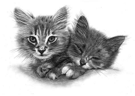 Cat coloring pages printable cat and kittens on pillow cat. Pencil Pet Portraits from Photos - Drawings of Cats, Dogs ...