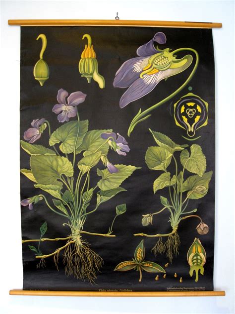 Vintage Botanical Wall Hanging By Silentstories On Etsy 20000
