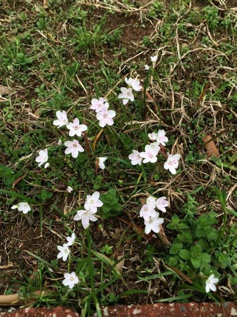 Springbeauty Claytonia Virginica Spring Beauty Is Often Found In