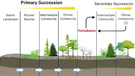 Model Of Ecological Succession Describing The Stages Of Primary
