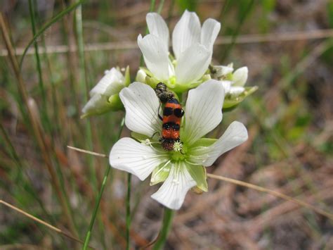 Venus Flytraps Dont Eat The Insects That Pollinate Them