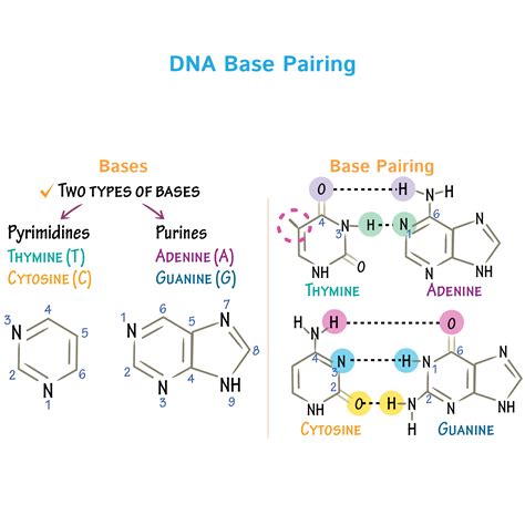 Cell Biology Glossary Dna Base Pairing Draw It To Know It