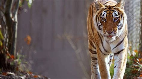 What Is The Best Place To See Tigers In India Natural World Safaris