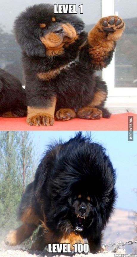 Majestic Tibetan Mastiff Funny Animal Pictures