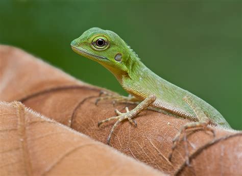 Cute Baby Green Crested Lizard Thephotoforum Film And Digital
