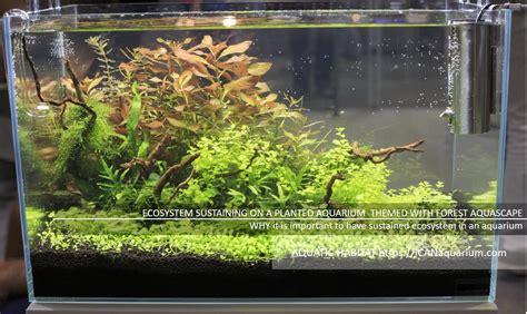 Why It Is Important To Have A Sustained Ecosystem In An Aquarium