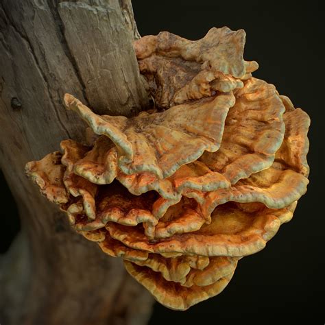 Wood Mushrooms On A Trees Laetiporus Sulfur 3d Asset 1