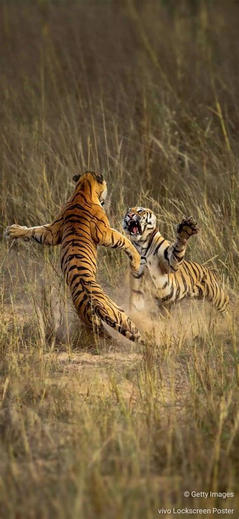 African Savanna Tiger Pets Lovers